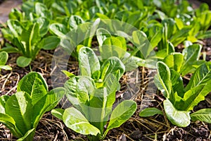 Lettuce and red cabbage plants on a vegetable garden ground