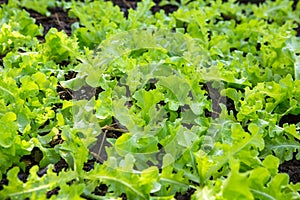 Lettuce and red cabbage plants on a vegetable garden ground