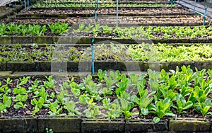 Lettuce and red cabbage plants on a vegetable garden ground