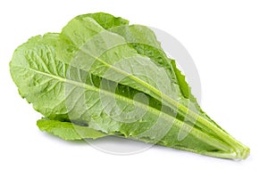 Lettuce Romain isolated on a transparent background