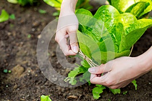 Lettuce with rope protection