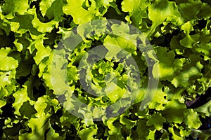 Lettuce salad on the flower bed top view. Fresh, green leaves of lettuce growing in the garden. Home gardening concept. Summer day