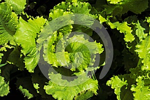 Lettuce salad on the flower bed top view. Fresh, green leaves of lettuce growing in the garden. Home gardening concept. Summer day