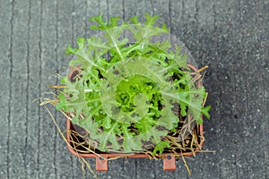 Lettuce salad growing in brown pot on ground background.