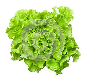 Lettuce Salad Head Isolated on White Background