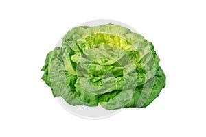 Lettuce salad head isolated on white