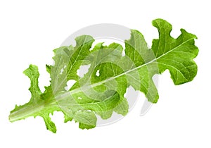 Lettuce salad leaf isolated