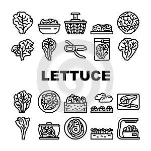 lettuce salad leaf vegetable icons set vector