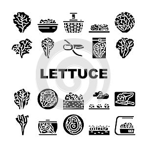 lettuce salad leaf vegetable icons set vector