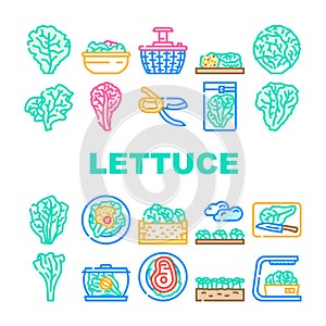 lettuce salad leaf vegetable icons set vector