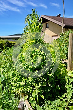 Lettuce salad leaves bolting bolted flower bitter harvesting photo