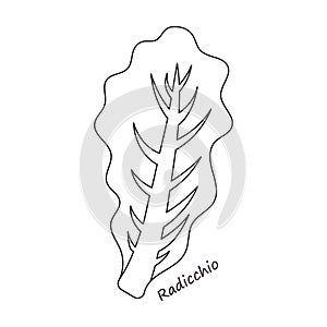 Lettuce and salad outline vector of icon.Outline vector illustration leaf of lettuce. Isolated illustration leaf of