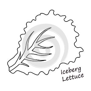 Lettuce and salad outline vector of icon.Outline vector illustration leaf of lettuce. Isolated illustration leaf of