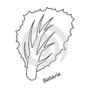 Lettuce and salad outline vector of icon.Outline vector illustration leaf of lettuce. Isolated illustration leaf of