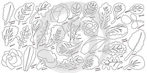 Lettuce and salad outline vector set of icon.outline vector set illustration leaf of lettuce. Isolated illustration