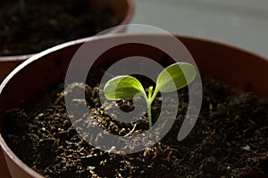 Lettuce Salad seedling in brown pot.