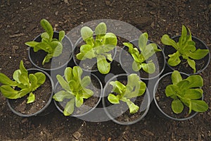 Lettuce salad seedlings in the pots