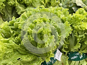 Lettuce - Sawi