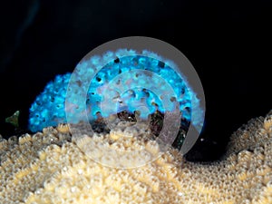 Lettuce sea slug, Elysia crispata. Bonaire. Caribbean Diving holiday