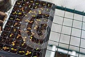 lettuce seedling growing in cultivation tray. vegetable plantation