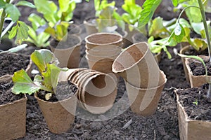 lettuce seedling growing in a peat pot and others empty put on the soil