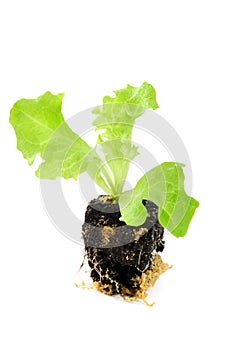 Lettuce seedling on isolated background