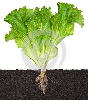 Lettuce seedling in soil