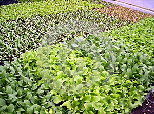 Lettuce seedlings