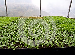 Lettuce seedlings