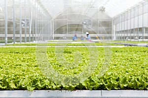 Lettuce seedlings in the greenhouse