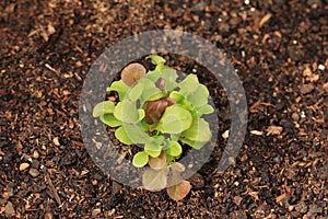 Lettuce seedlings maturing in rich soil