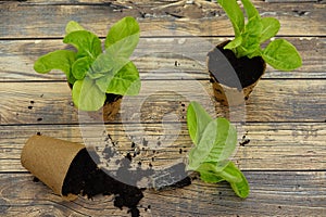 lettuce seedlings ready for transplanting. lettuce seedlings ready to grow in the urban vegetable garden concept