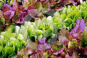 Lettuce seedlings in varieties