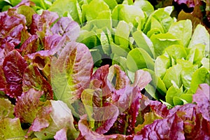 Lettuce seedlings in varieties