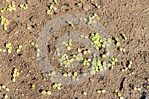 Lettuce seeds germinate closeup top view