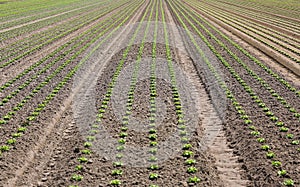 Lettuce shoots growing in sandy soil in a farm