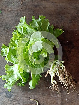 Lettuce or sla leaves are vegetable plants on the wooden Table