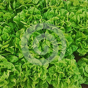 lettuce in soil, agriculture