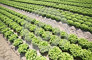 Lettuce in the soil made fertile by the sand