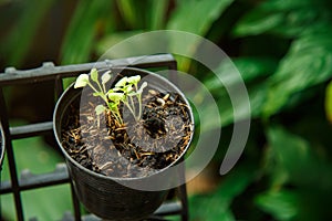 Lettuce sprout growing on a pot with nature background in a front garden