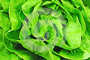 Lettuce texture