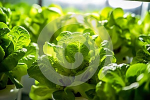 Lettuce thriving in a greenhouse, promoting healthy food.