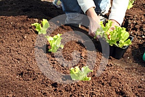 Lettuce to plant in fresh soil
