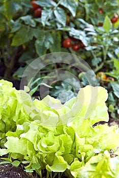 Lettuce and Tomatoes/Garden