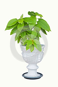 Lettuce tree or Pisonia alba in pots white.