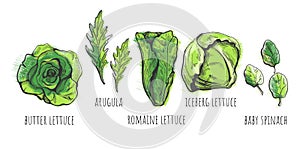 Lettuce types hand drawn
