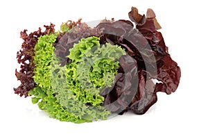 Lettuce Variety