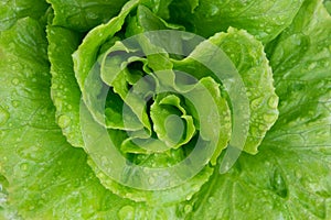 Lettuce variety Michelle - Lactuca sativa - organic vegetable with water droplets photo