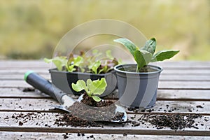 Lettuce and vegetable seedlings with a planting shovel on a wooden outdoor table, spring preparation for kitchen garden or balcony