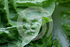 Lettuce Vegetable veggie macro vitamines background structure